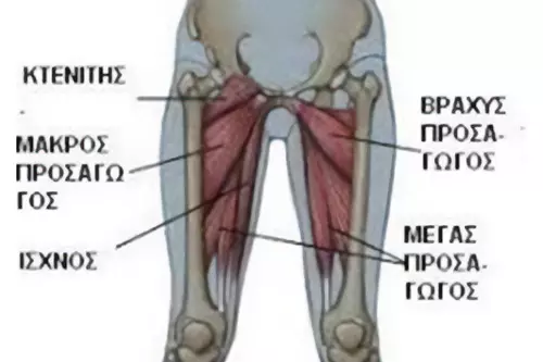 Θλάση προσαγωγού